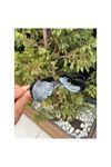 Alpottica Simon Green Grey Güneş Gözlüğü